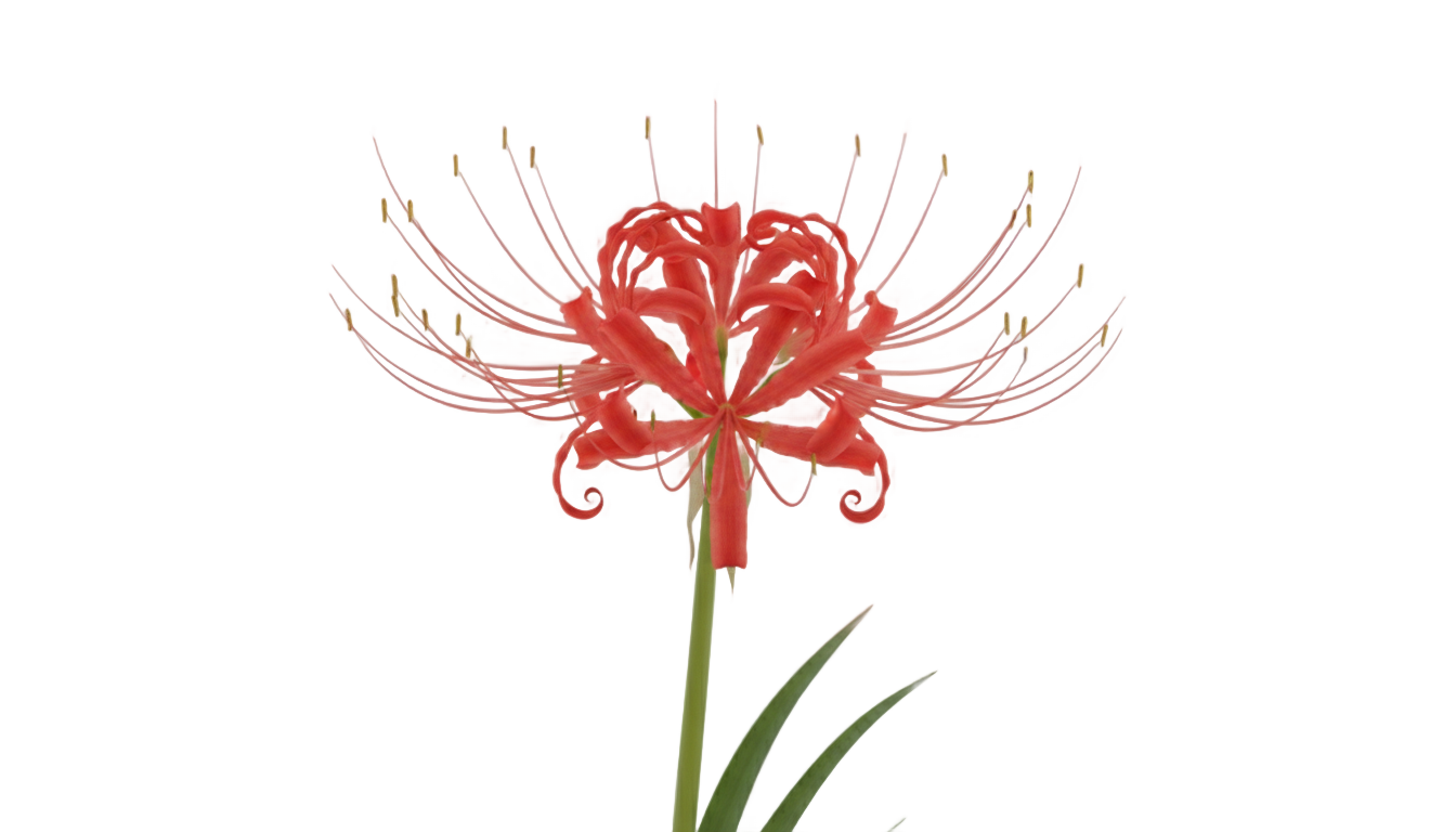 red spider lily png PNG transparent background