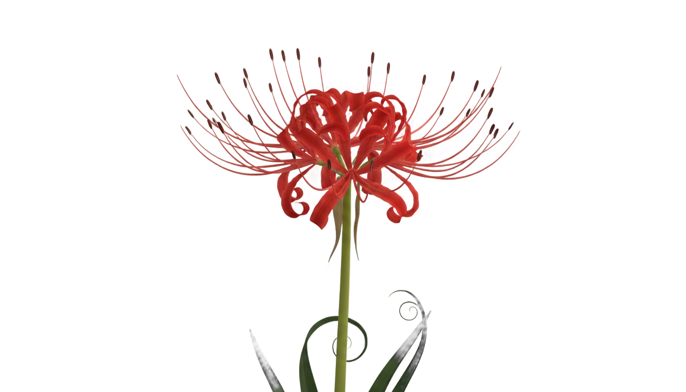 red spider lily png PNG transparent background