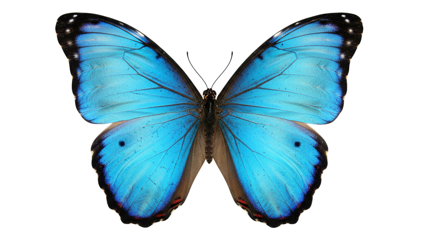 blue morpho butterfly png PNG transparent background