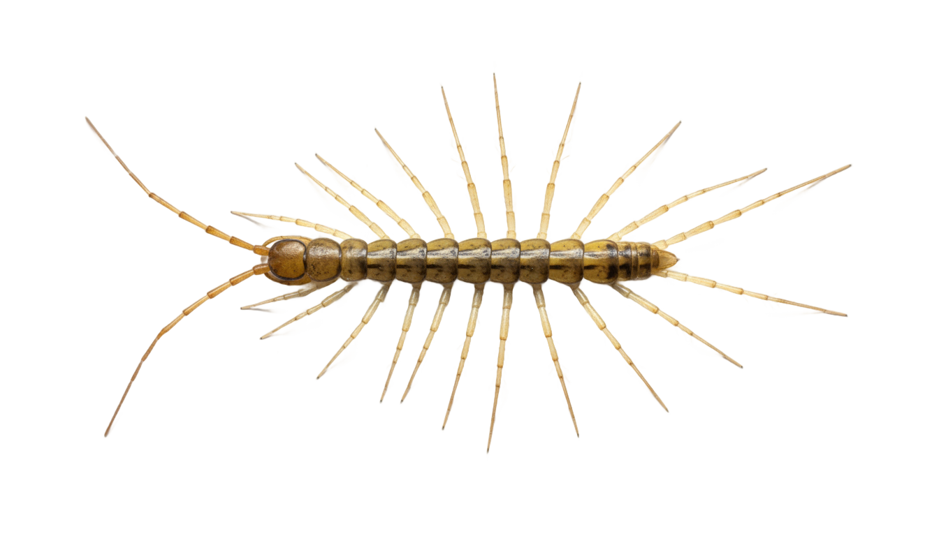 house centipede png PNG transparent background