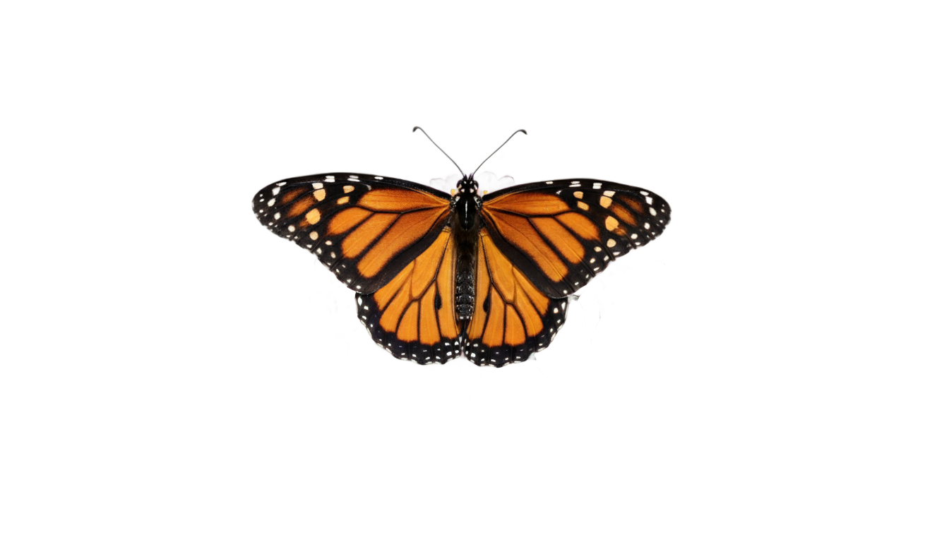 butterfly and flowers png PNG transparent background