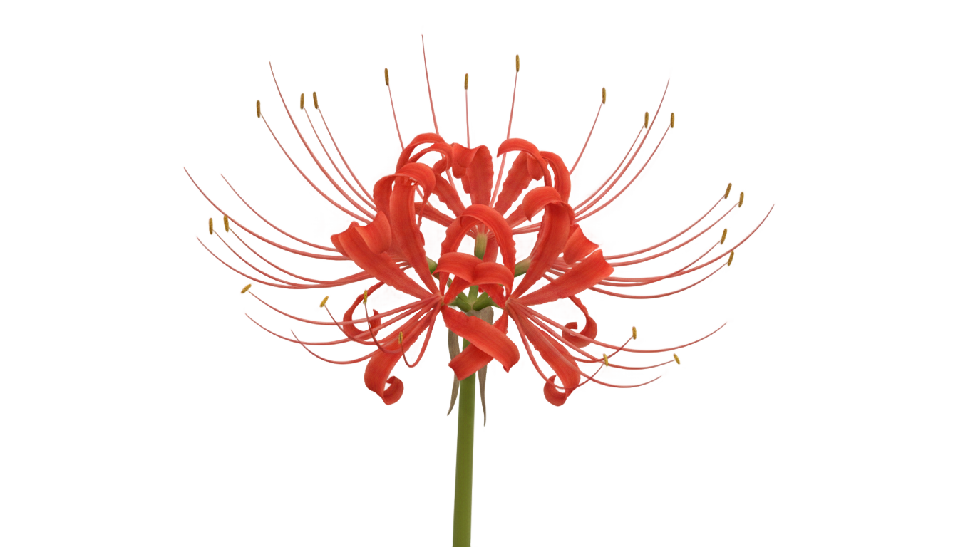 spider lily png PNG transparent background