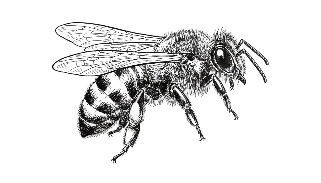 bee clipart black and white png PNG transparent background