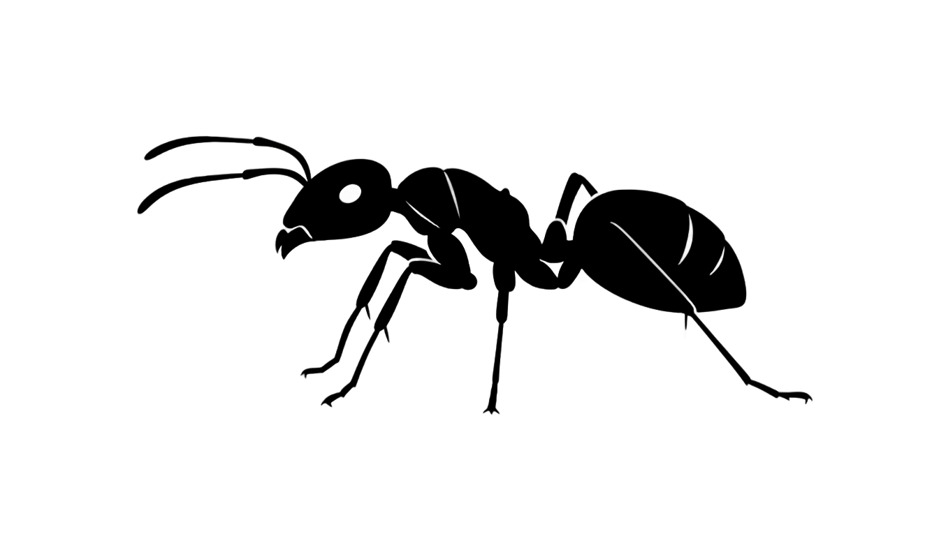 ant clipart black and white png PNG transparent background