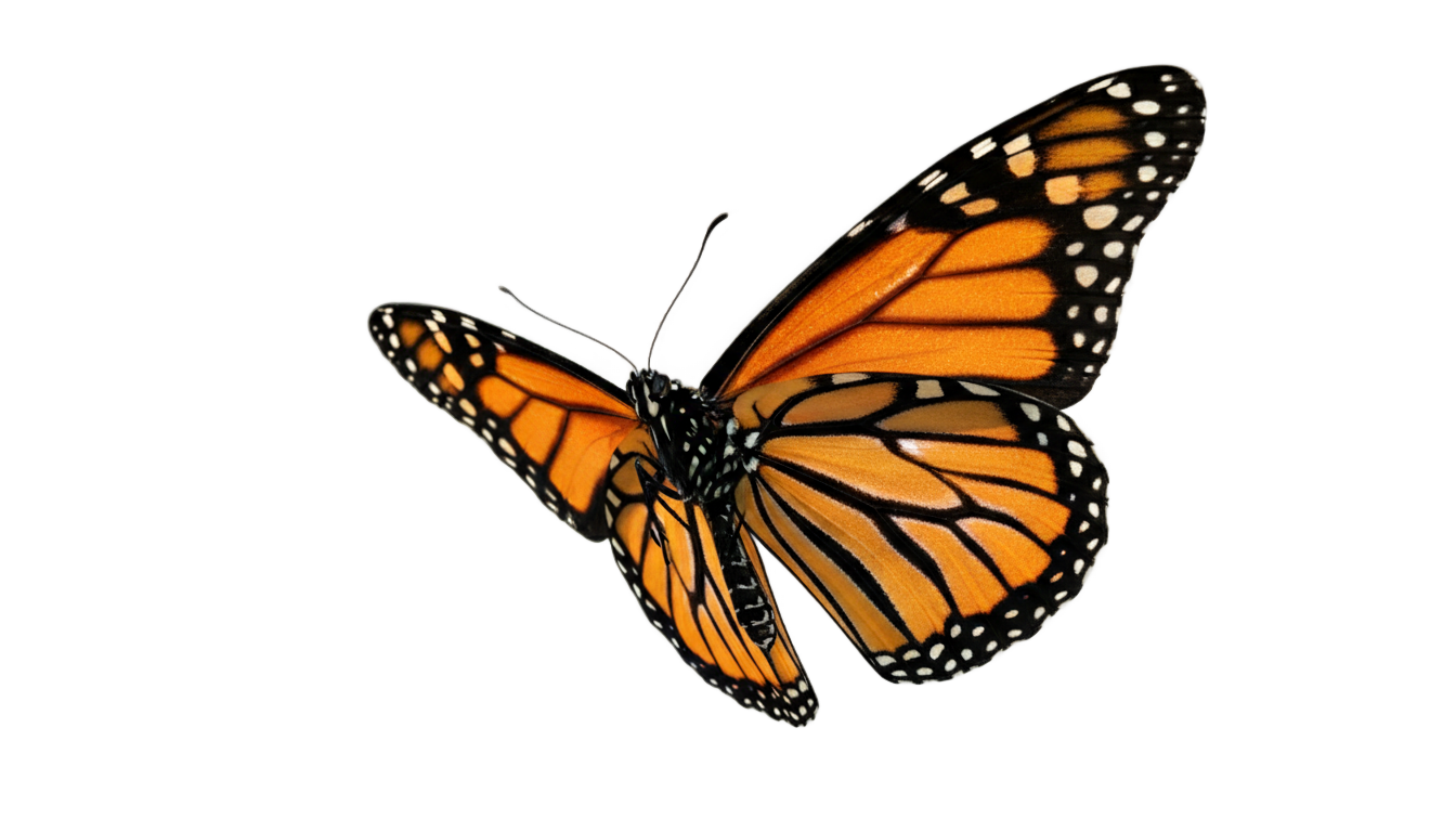 butterfly flying png PNG transparent background