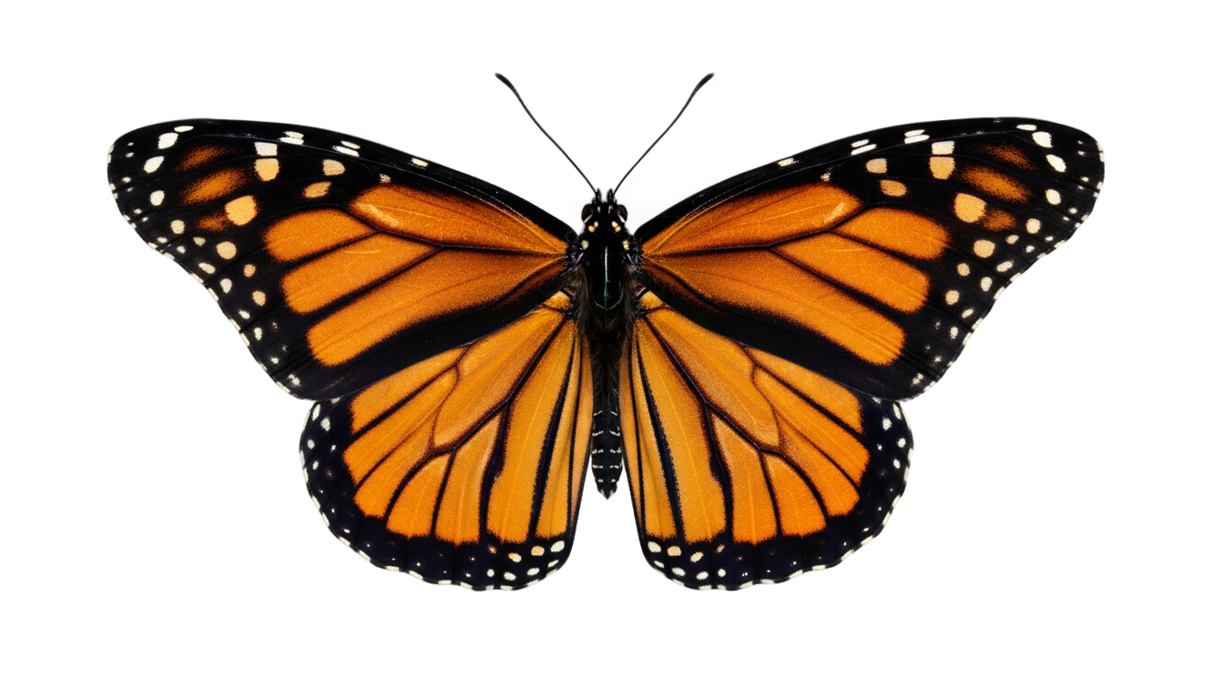 butterfly 4k png PNG transparent background