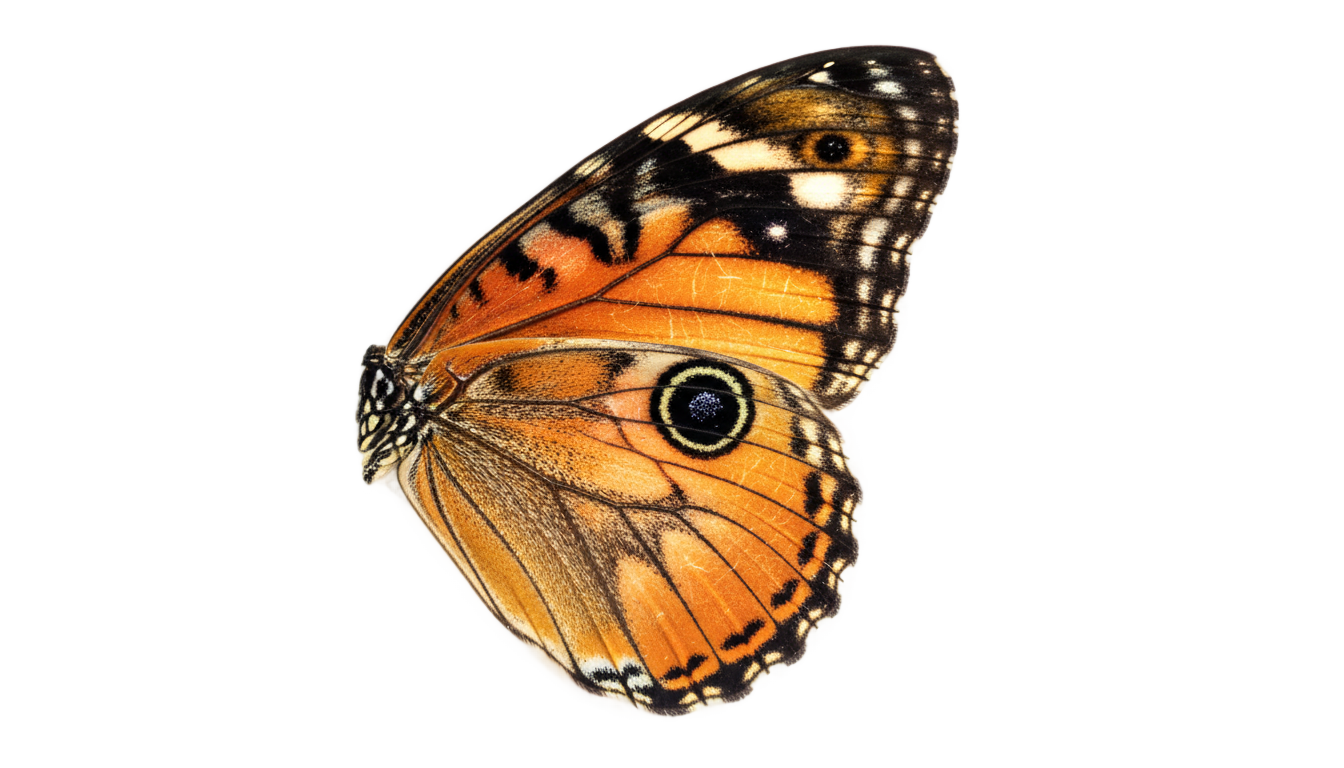 butterfly wing png PNG transparent background