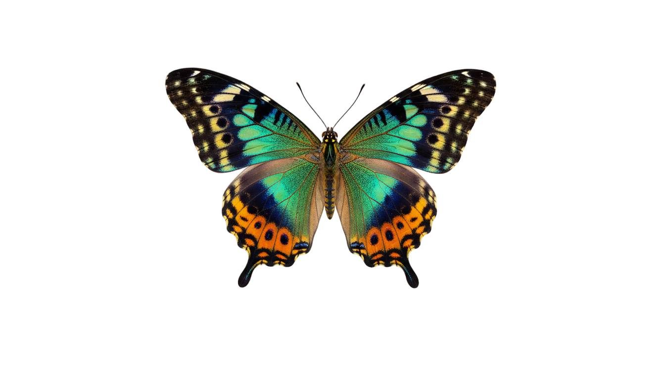 butterfly grow a garden png PNG transparent background