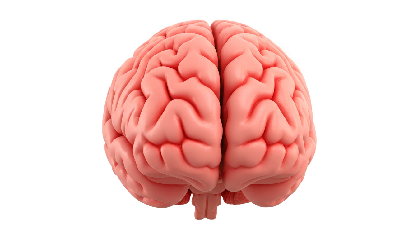 3d brain png PNG transparent background