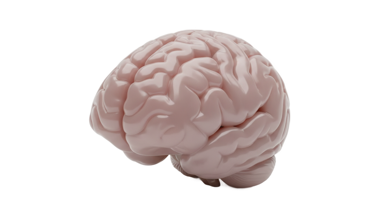 smooth brain png PNG transparent background