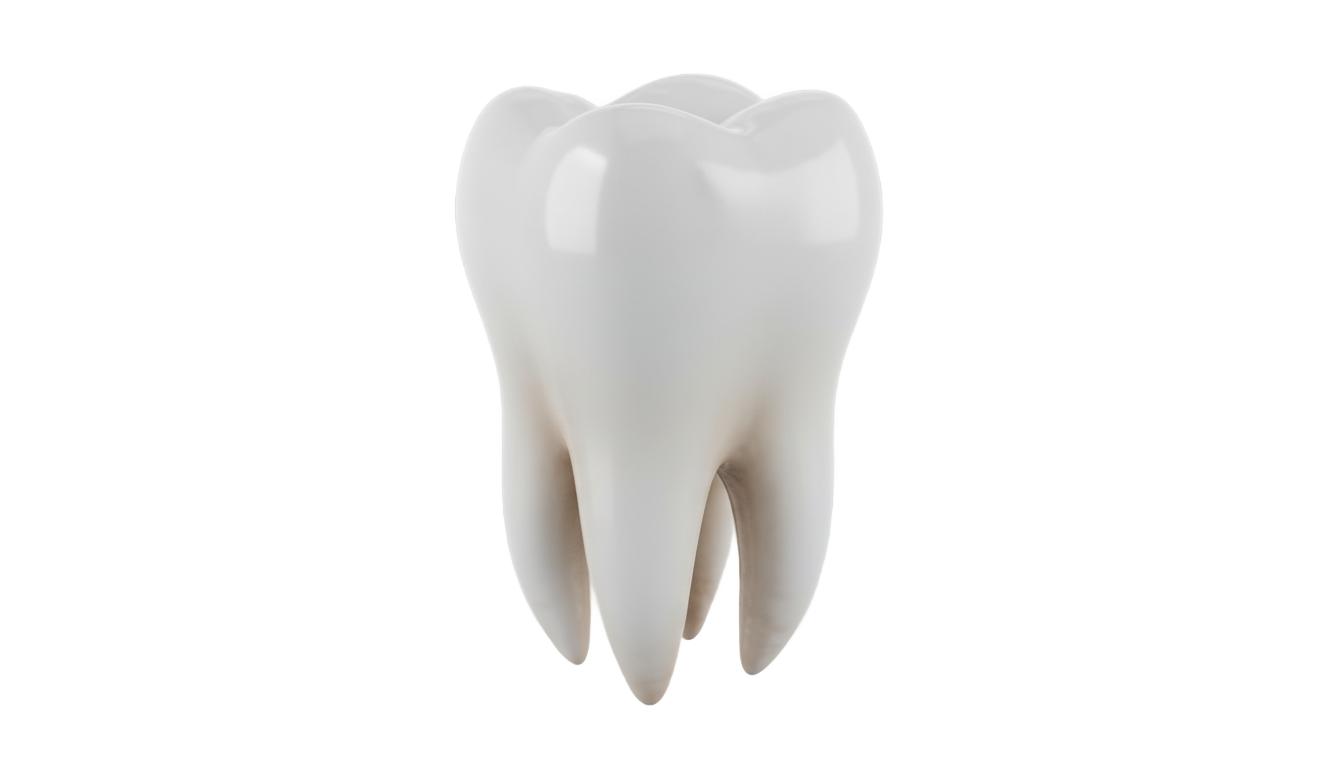 vector tooth png PNG transparent background