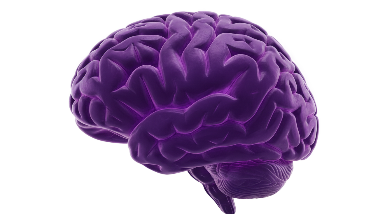 purple brain png PNG transparent background