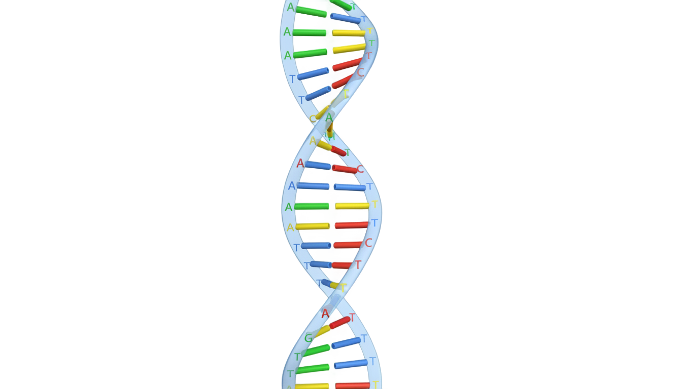 dna structure png PNG transparent background