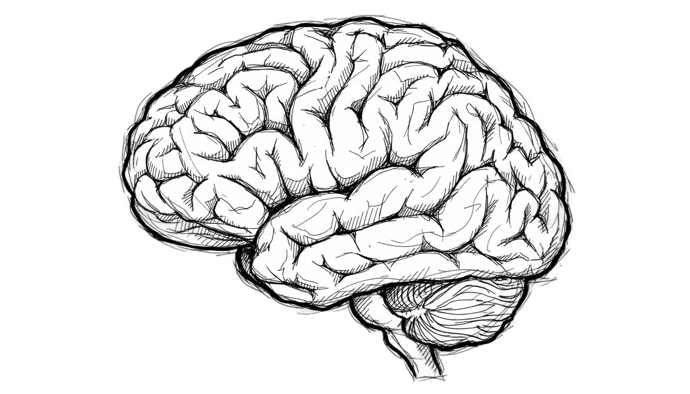 brain sketch png PNG transparent background