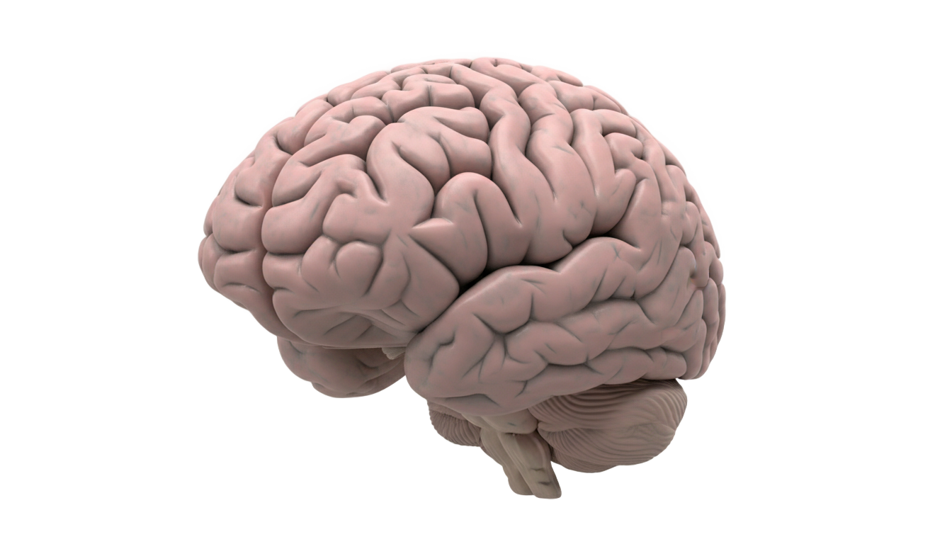 head brain png PNG transparent background