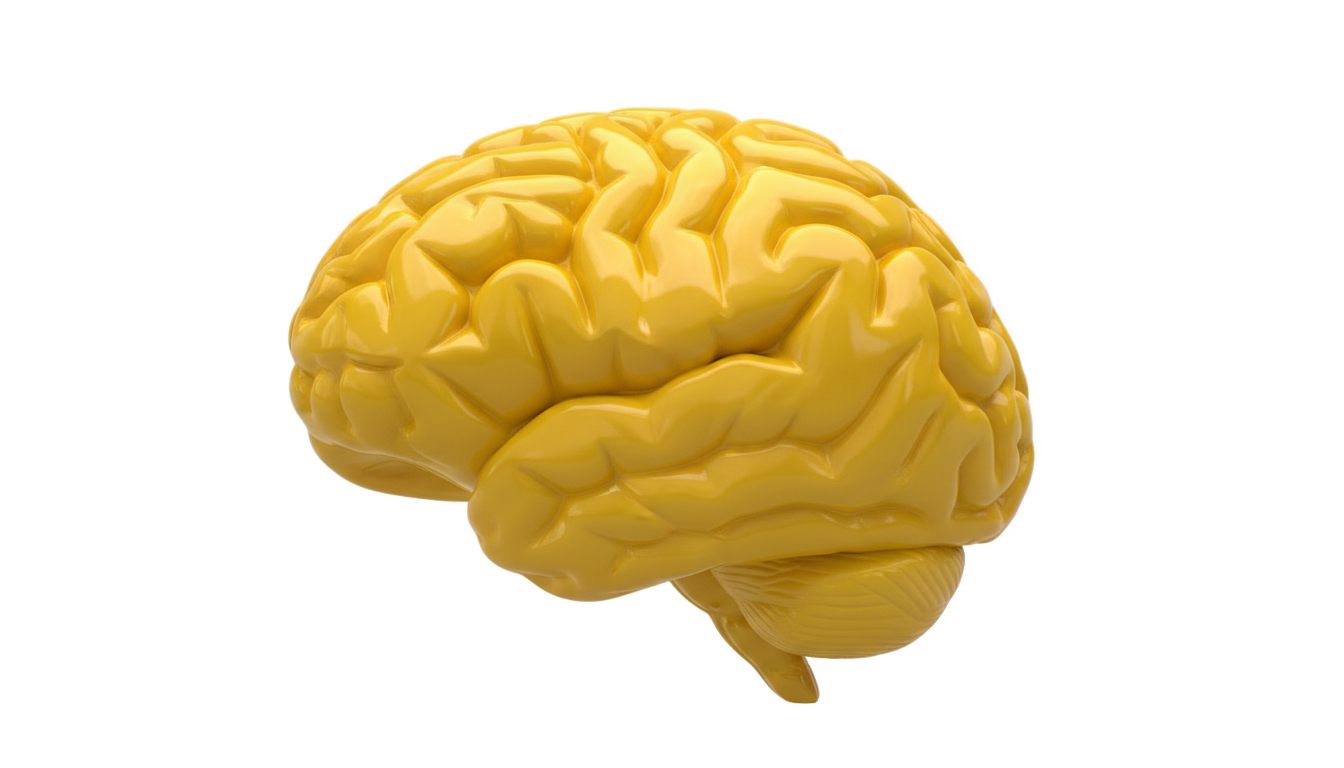 yellow brain png PNG transparent background