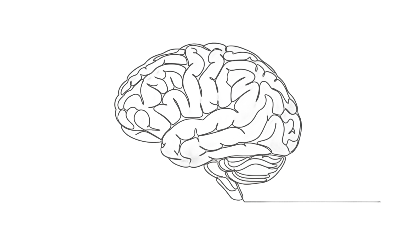 brain line art png PNG transparent background