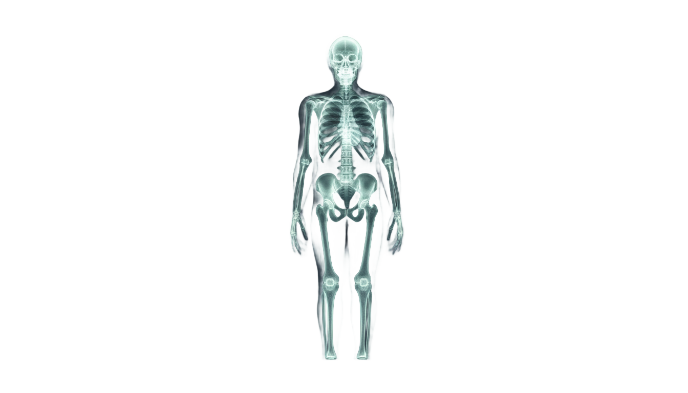 x ray clipart png PNG transparent background