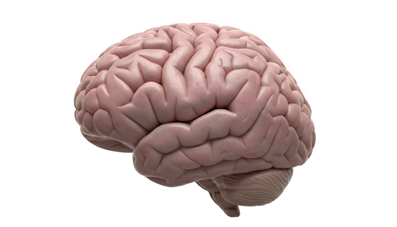 brain gif png PNG transparent background