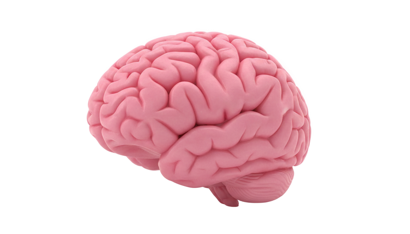 pink brain png PNG transparent background