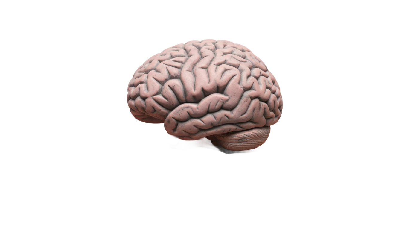 brain in hand png PNG transparent background