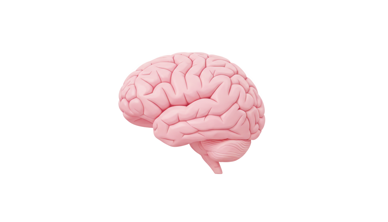 brain icon png PNG transparent background