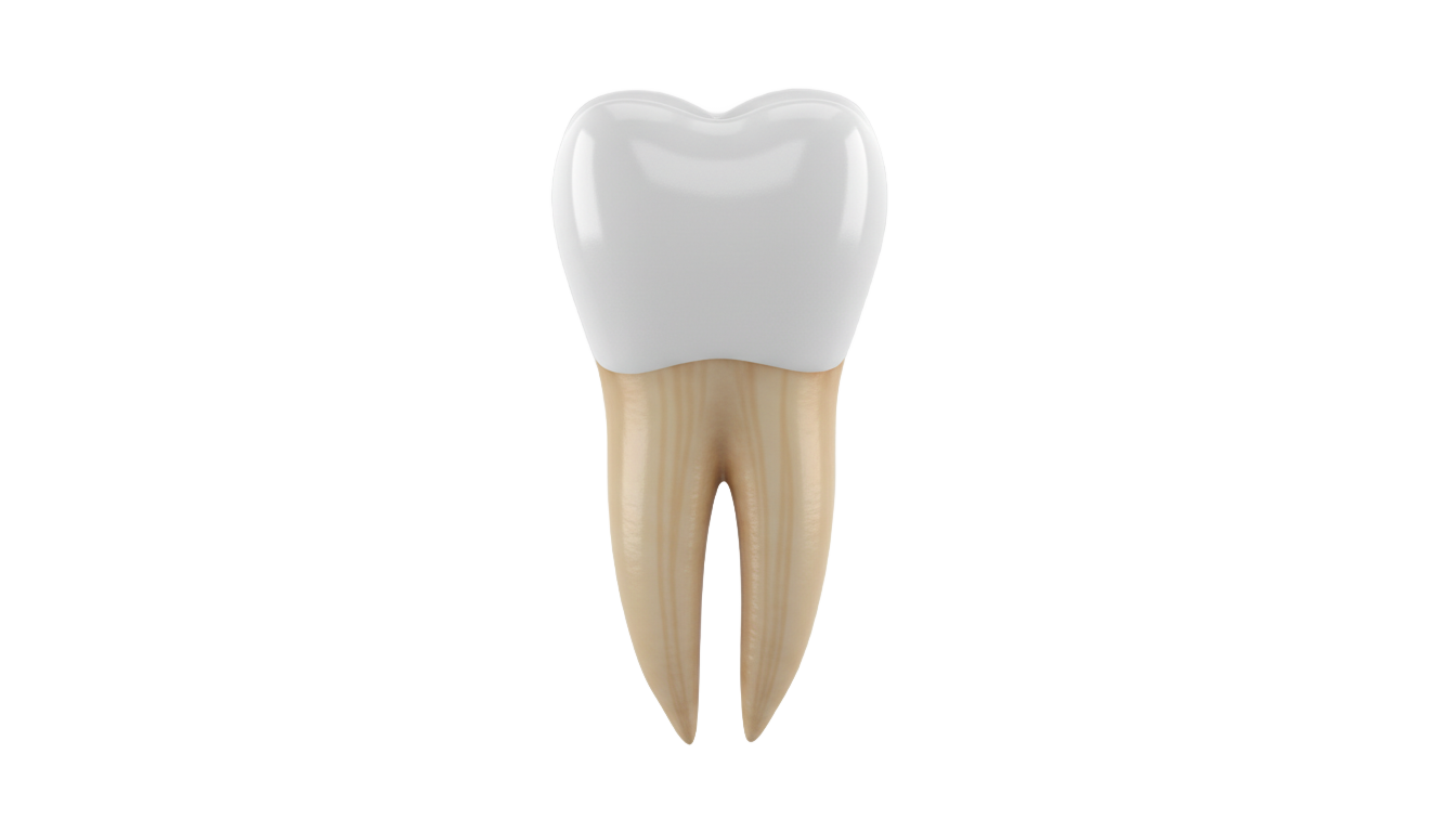 front tooth png PNG transparent background