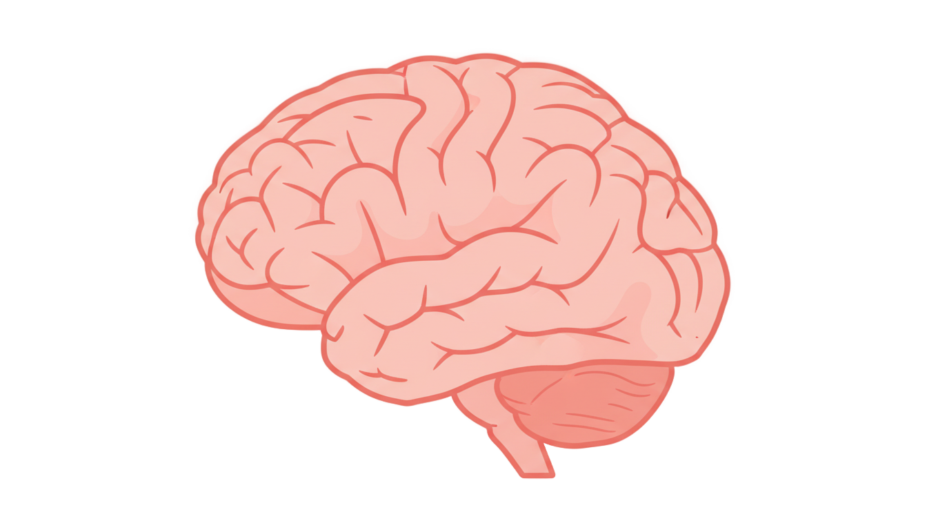 brain clipart png PNG transparent background