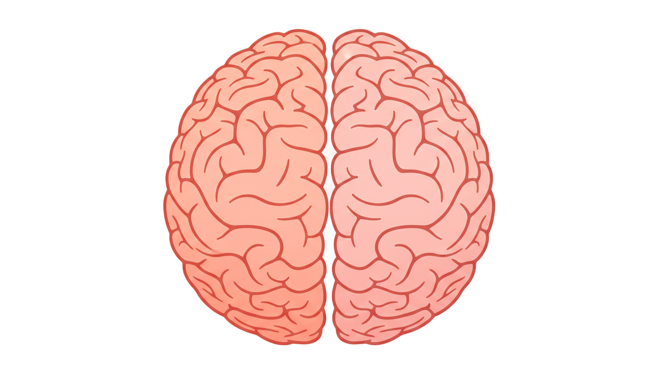 human brain icon png PNG transparent background