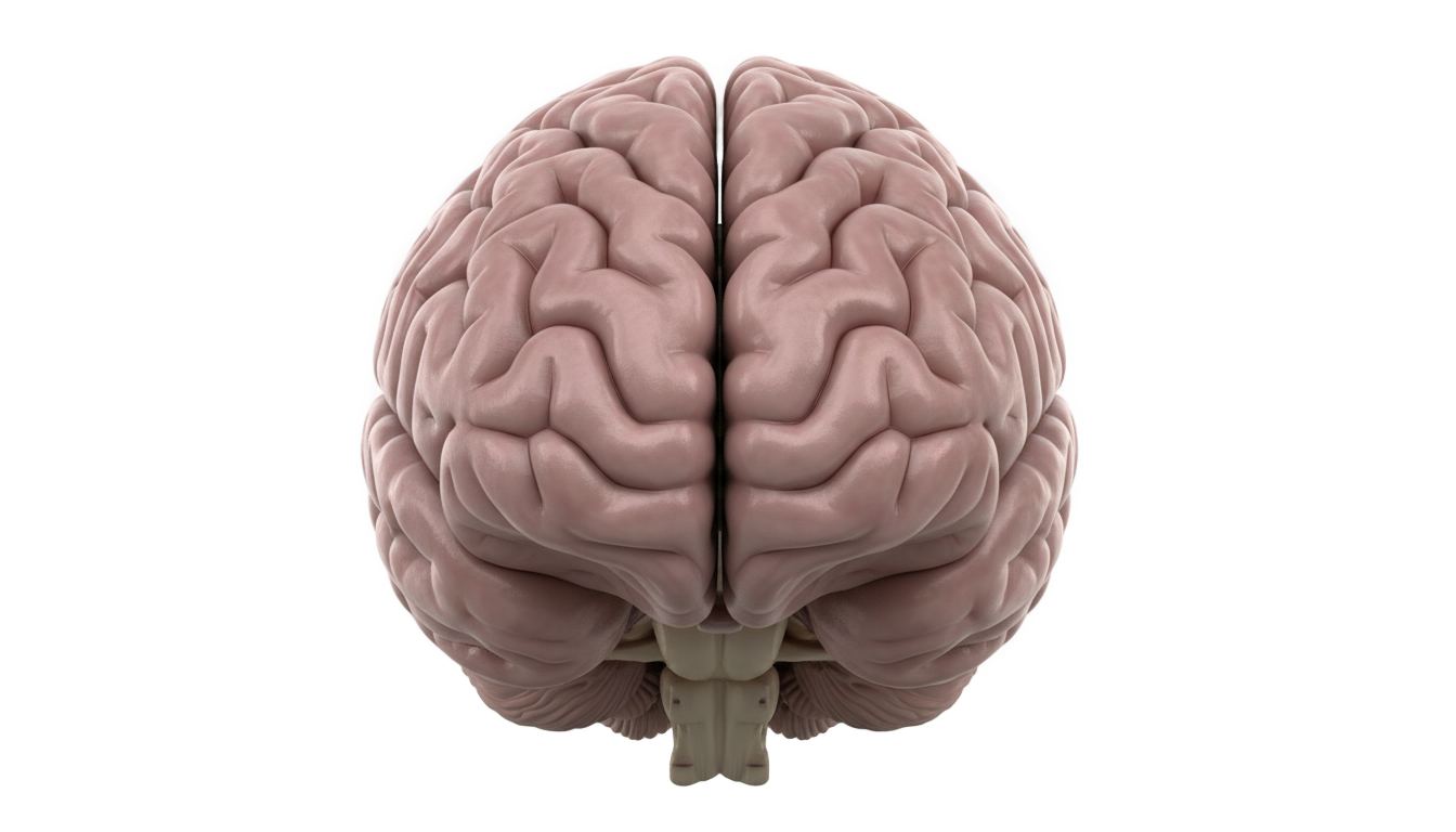 brain png front view PNG transparent background