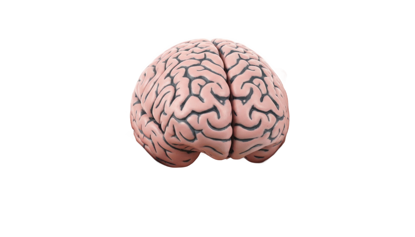 brain in hand png PNG transparent background
