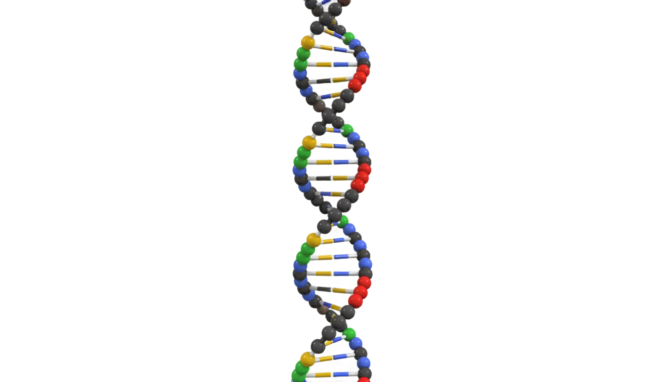 dna strand png PNG transparent background