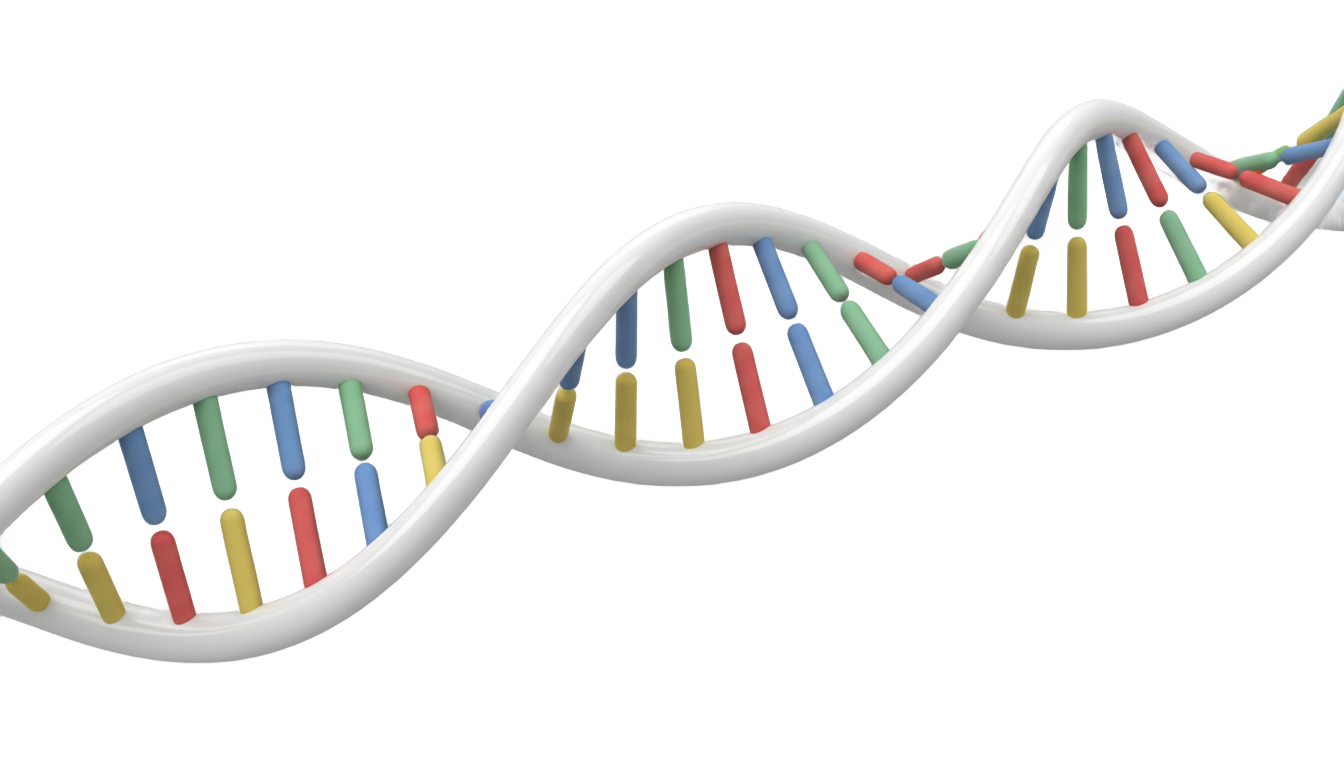 white dna png PNG transparent background