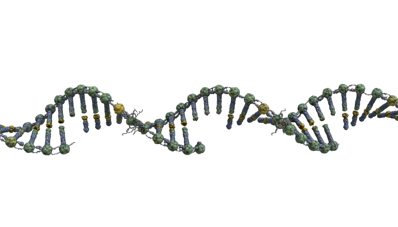 dna damage png PNG transparent background