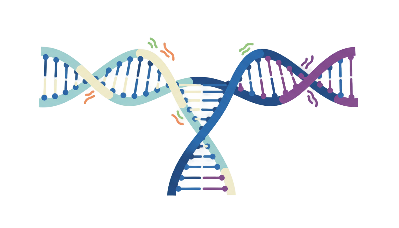 dna replication png PNG transparent background
