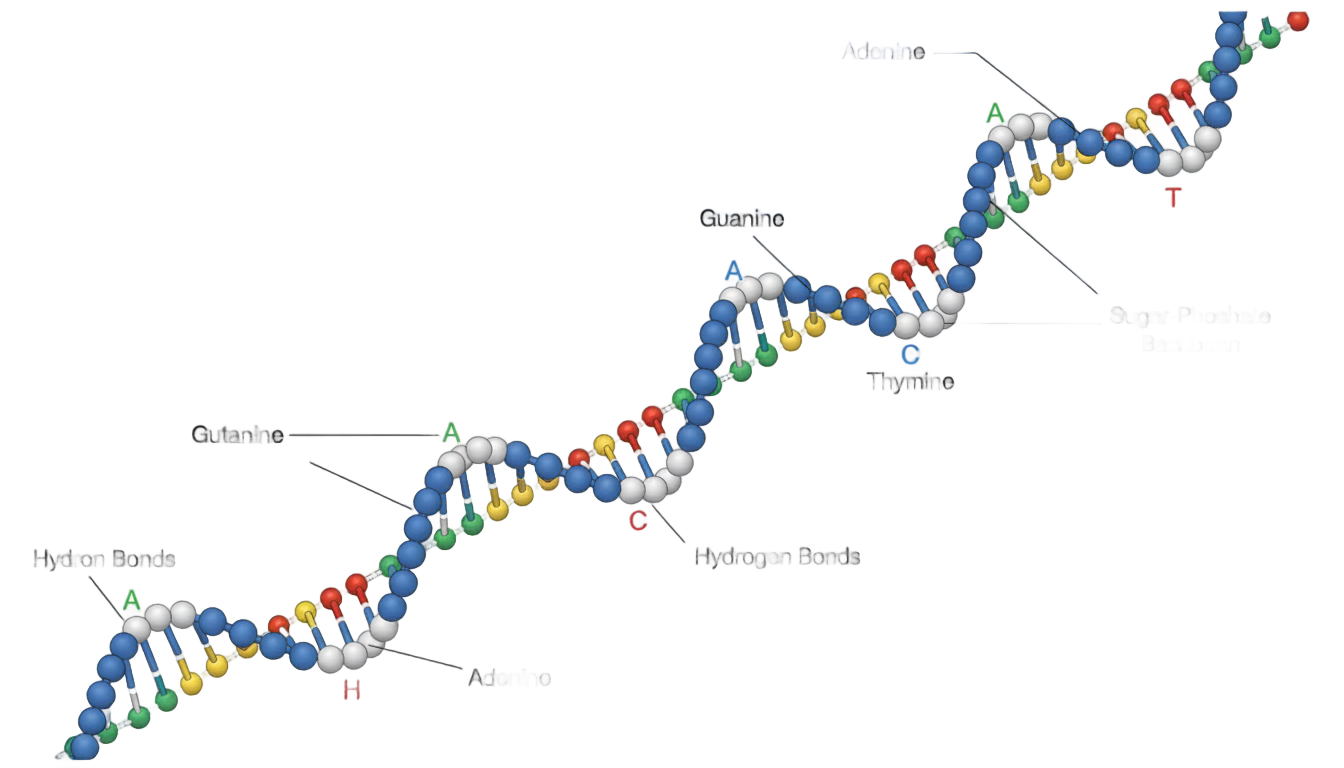 dna drawing png PNG transparent background