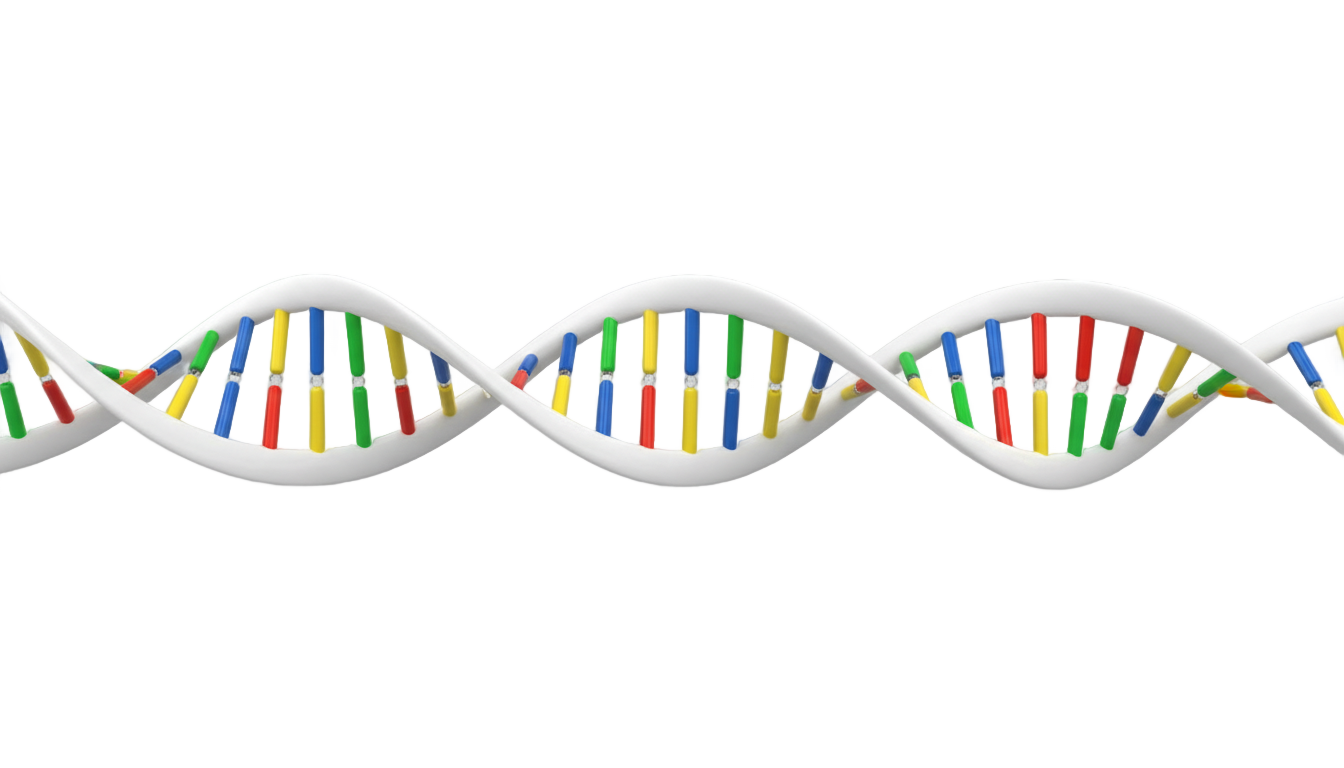 white dna png PNG transparent background