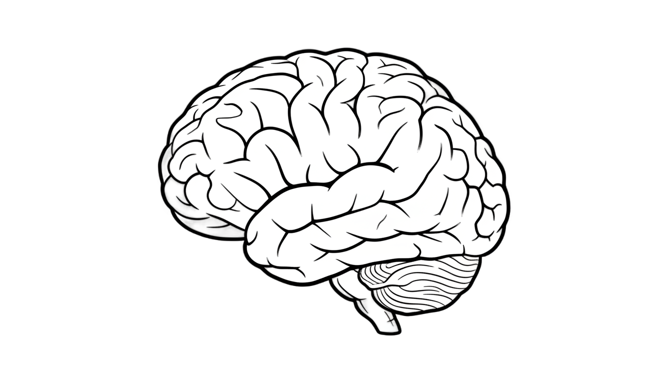 brain outline png PNG transparent background