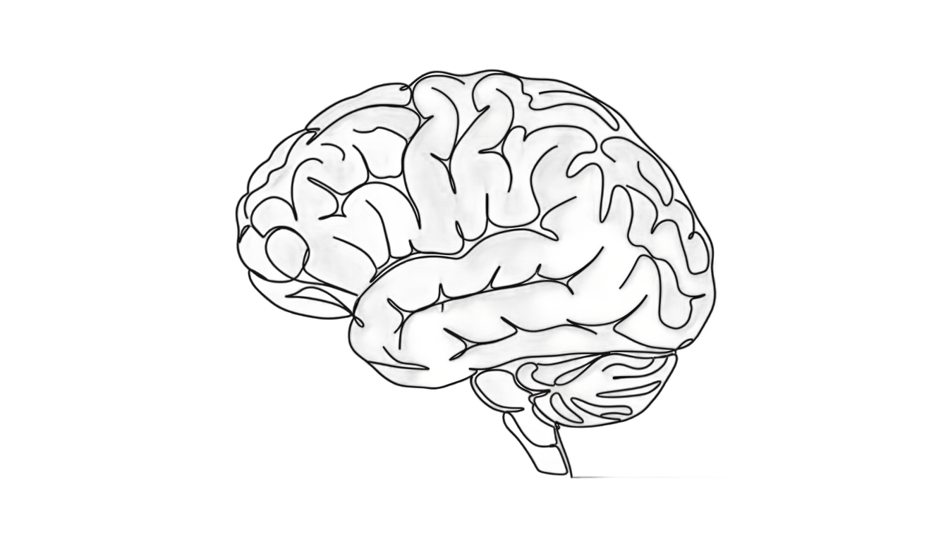 brain line art png PNG transparent background