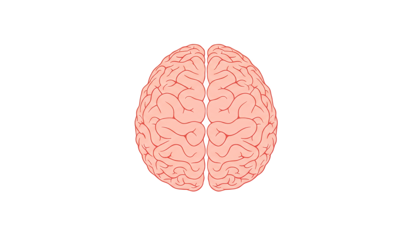 human brain icon png PNG transparent background