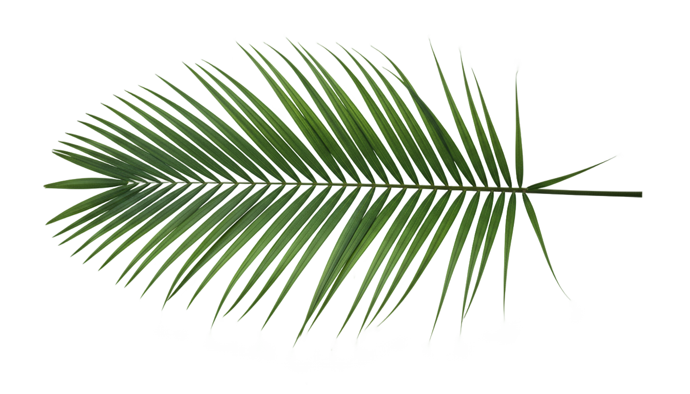 palm leaf png PNG transparent background