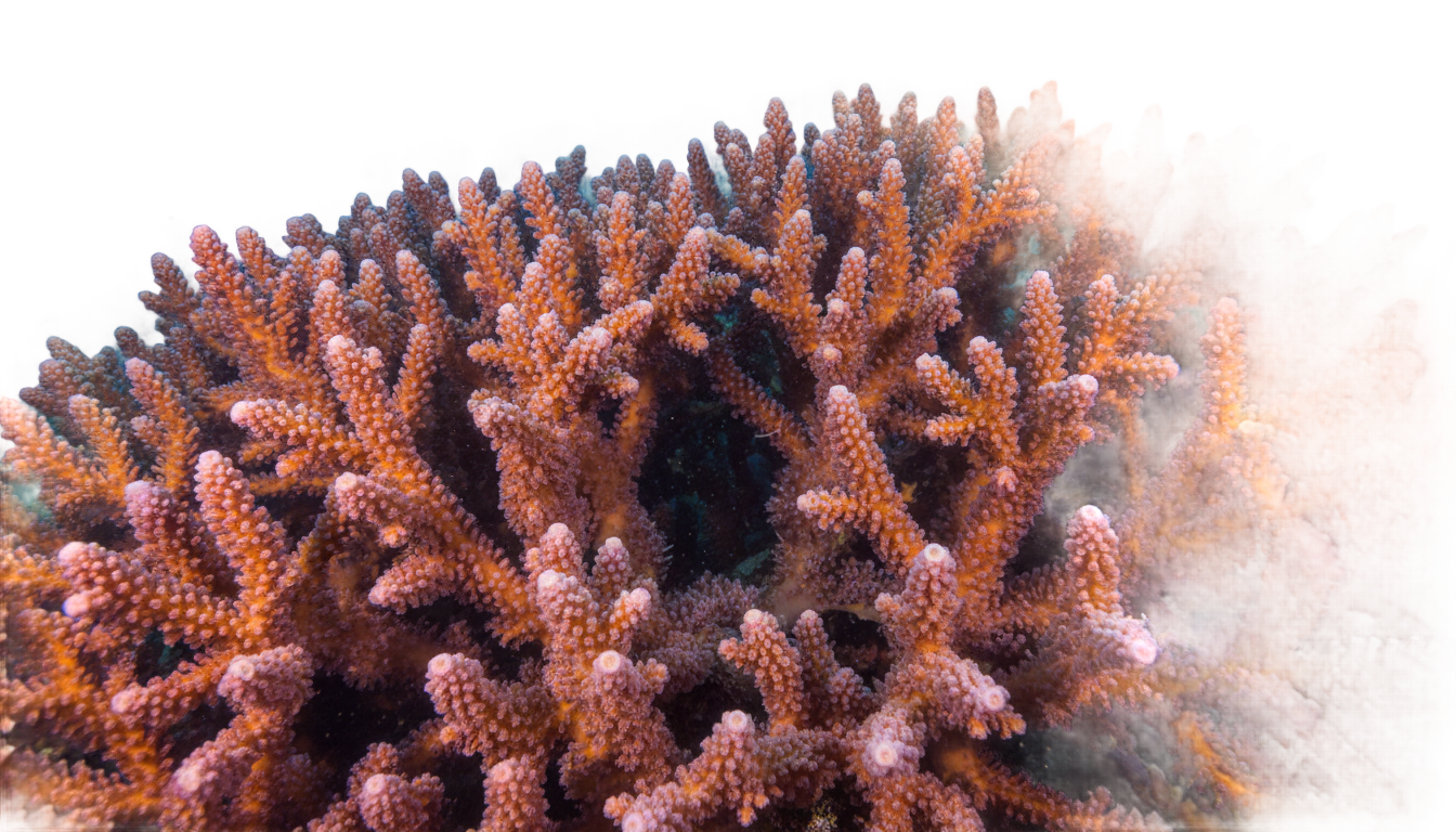 coral reef png PNG transparent background