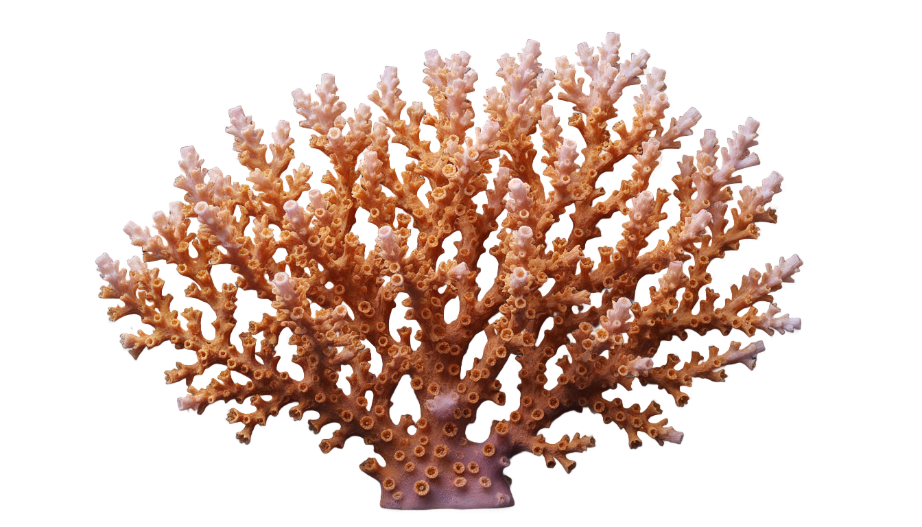 coral design png PNG transparent background