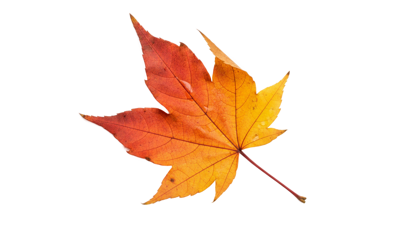 autumn leaf png PNG transparent background