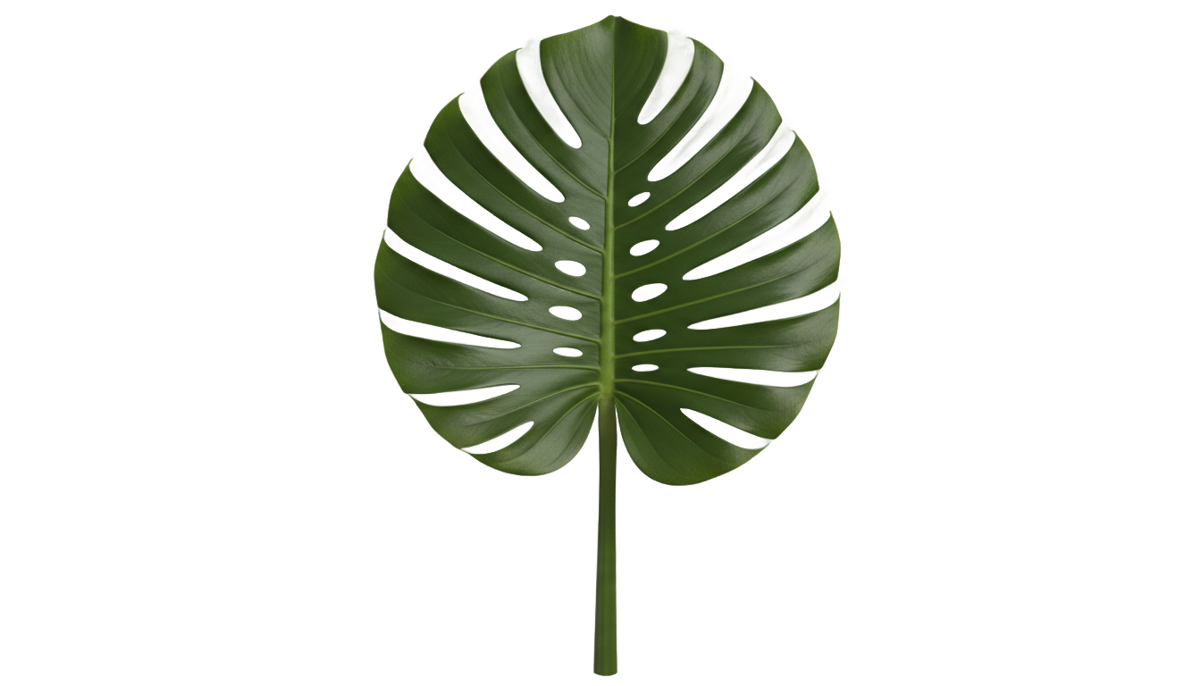 monstera leaf png PNG transparent background