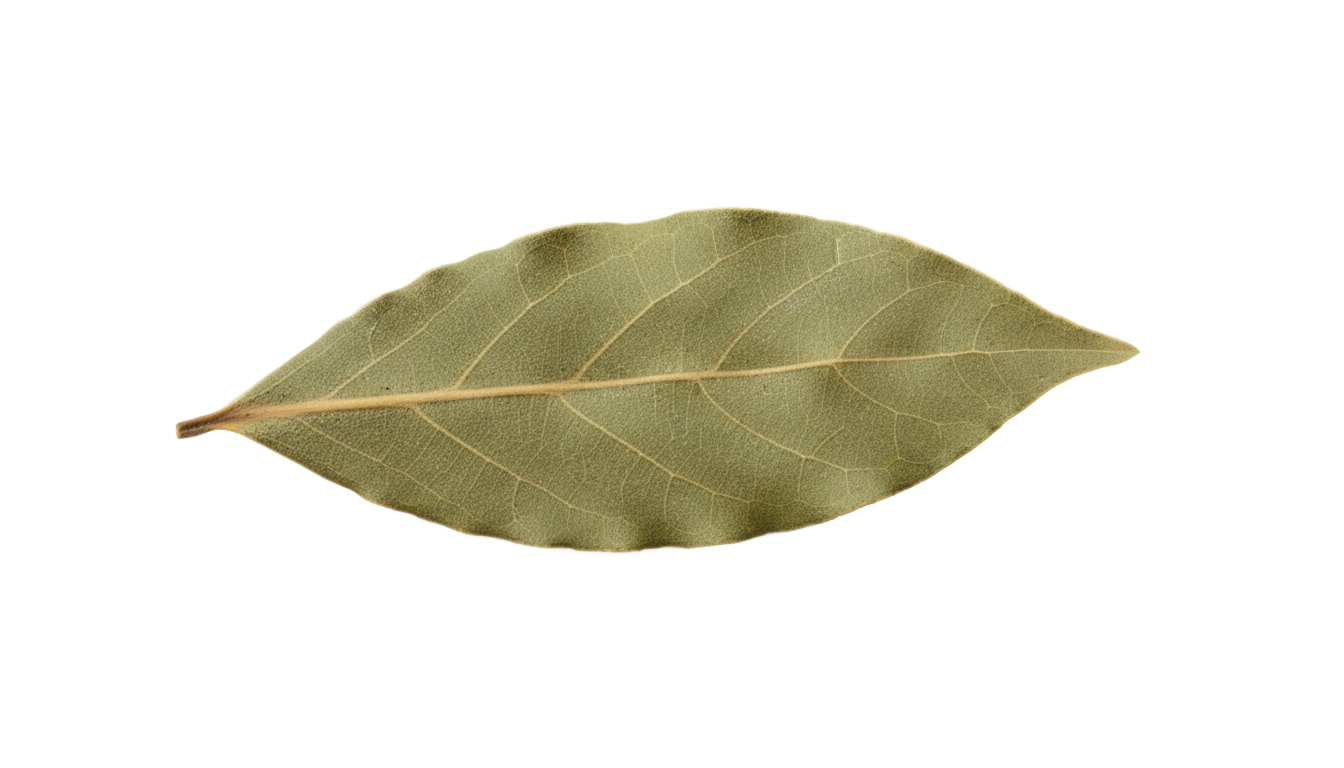 bay leaf png PNG transparent background
