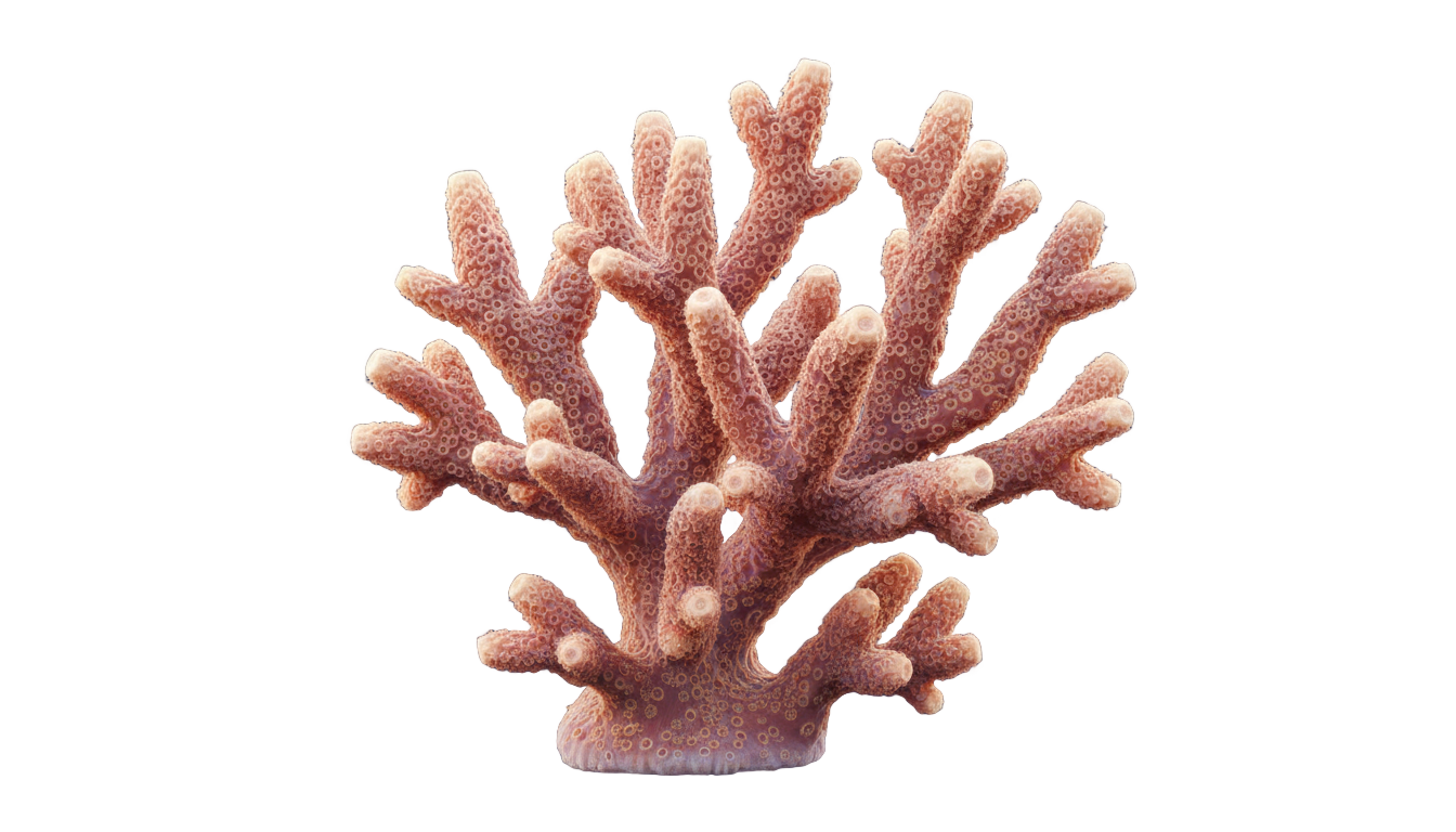 coral illustration png PNG transparent background