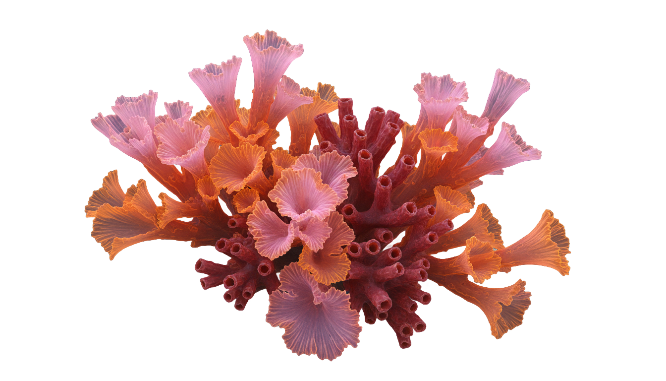 coral png to vector PNG transparent background