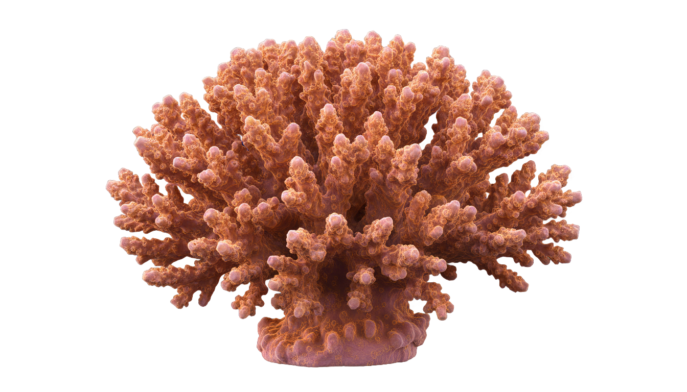 flores coral png PNG transparent background