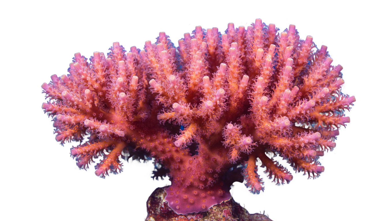 coral discoverer png PNG transparent background
